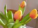 tulipány 004.JPG