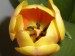 tulipány 007.JPG