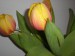 tulipány 009.JPG