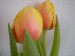 tulipány 016.JPG