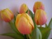 tulipány 017.JPG